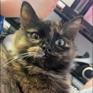 Meet your Posher, William